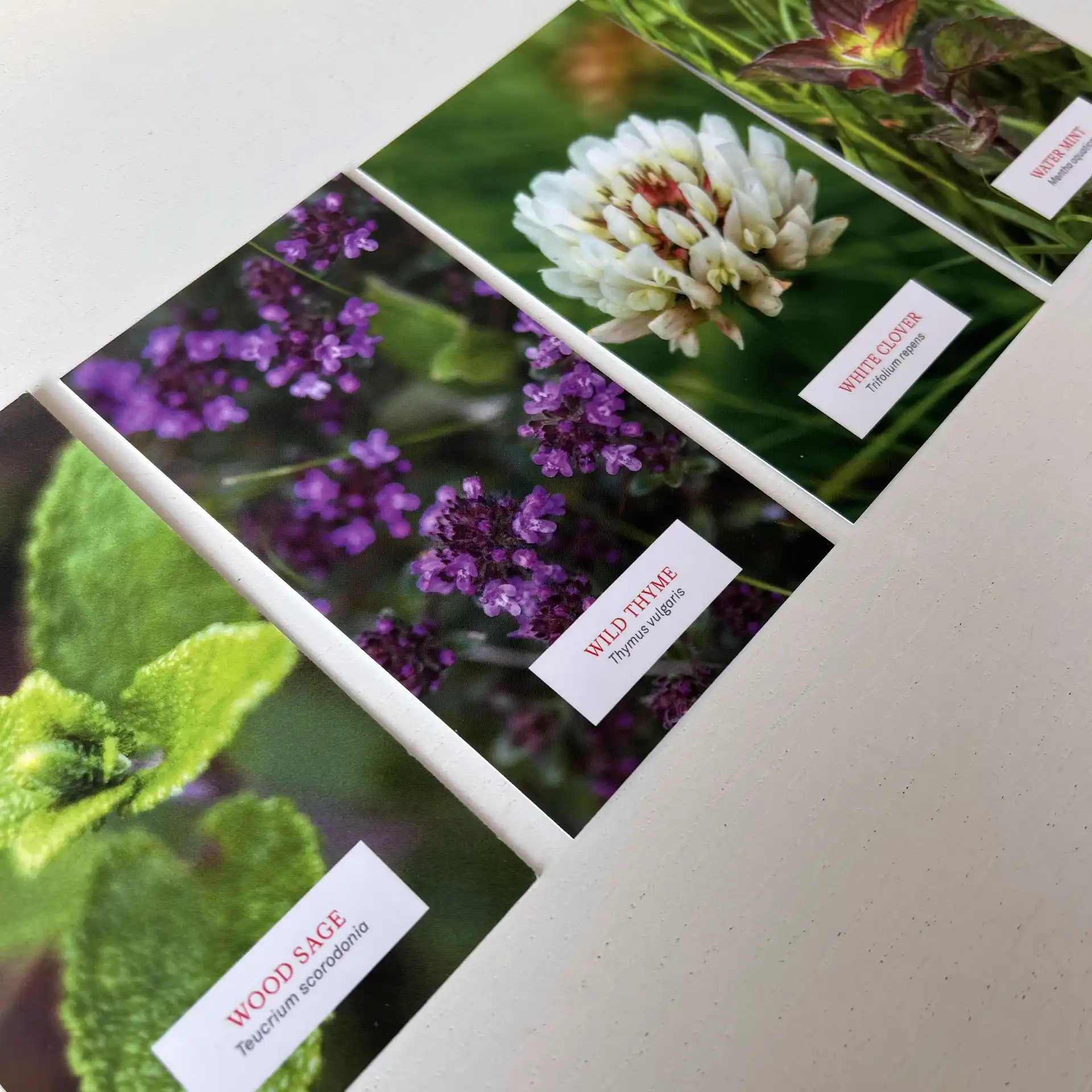 Front of the botanical description cards