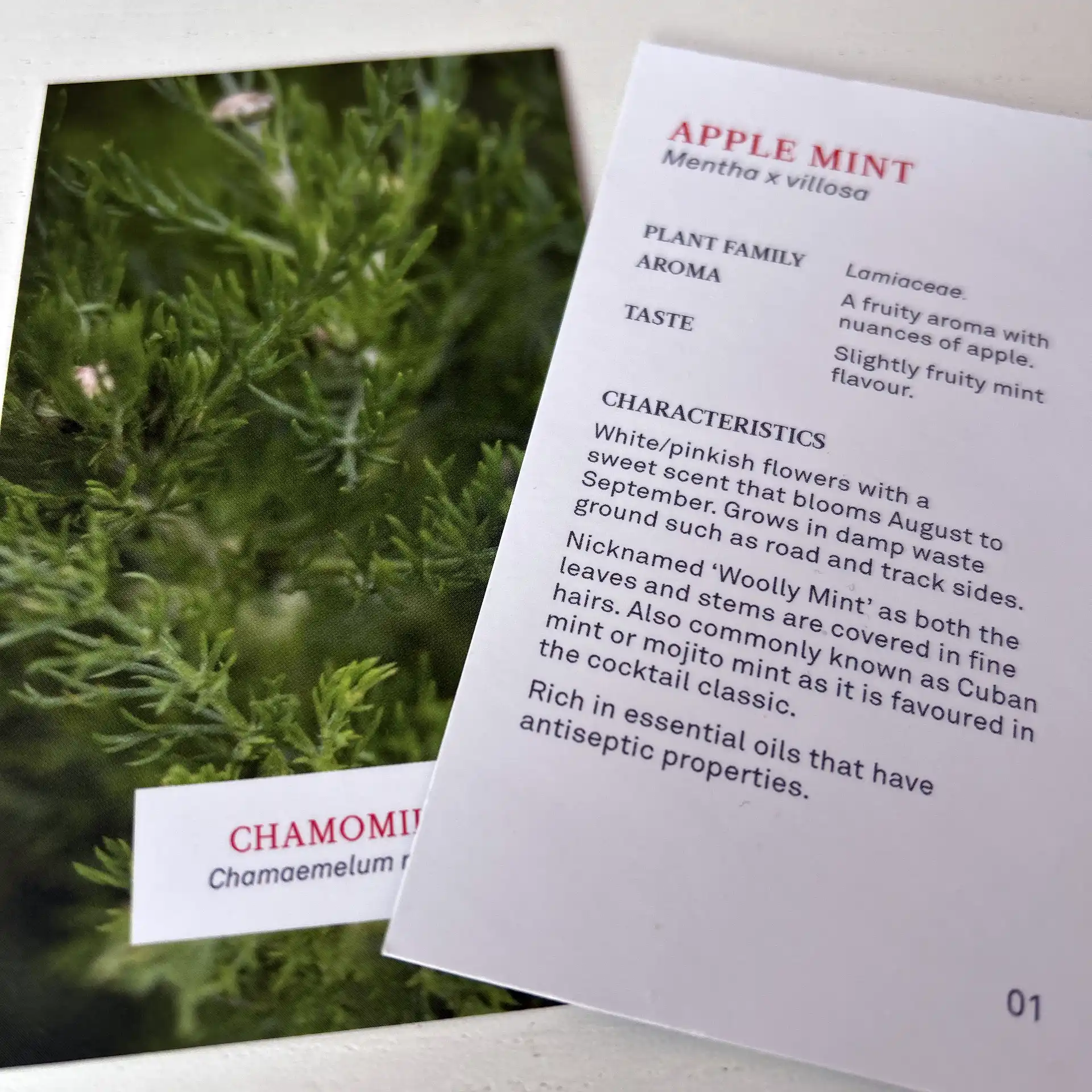 Detail of the botanical description card deck